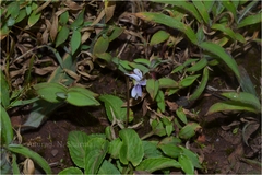 Viola betonicifolia